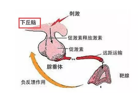 一图读懂腺垂体功能减退症，记住就能得分！